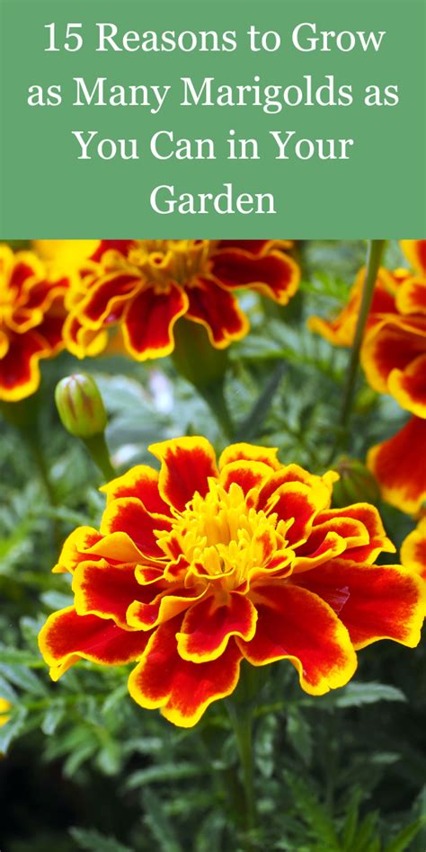 Transform Your Garden Into A Vibrant Haven With Marigolds Discover 15 Compelling Reasons Why