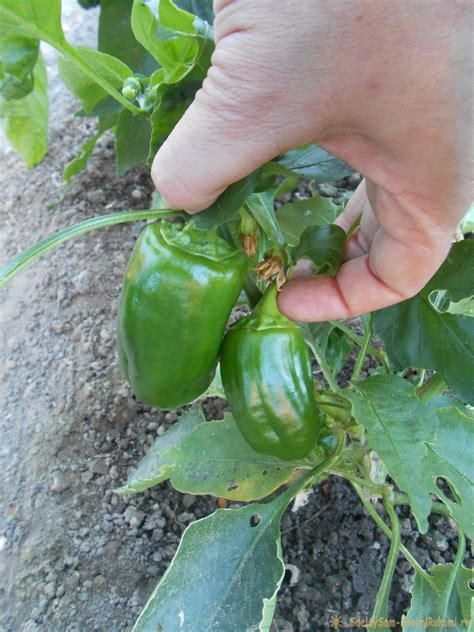 Всем доступные средства для подкормки сладкого перца