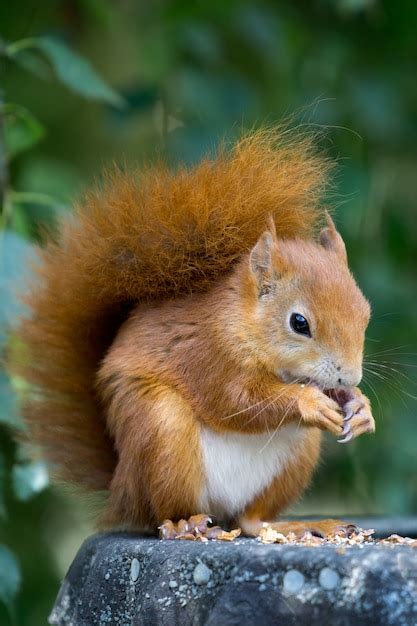 Ardilla Roja Euroasi Tica Sciurus Vulgaris Comiendo Una Nuez Foto