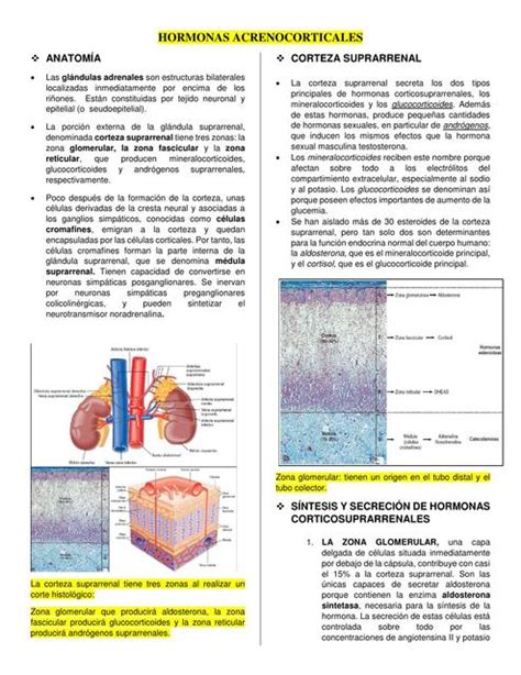 Las Glándulas Adrenales Udocz Creators Udocz