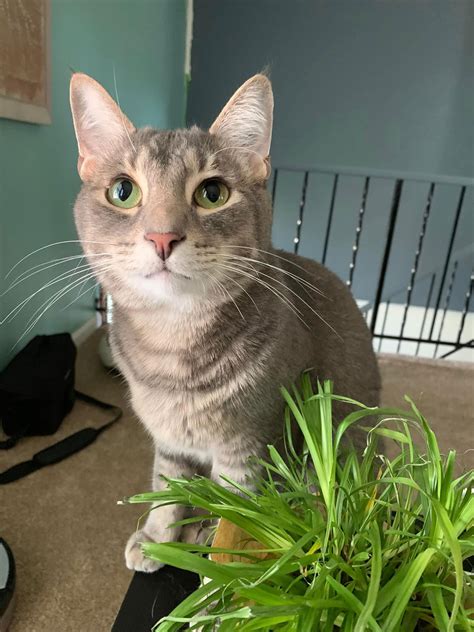 More no-kill shelters are opening to house more cats for adoption 39