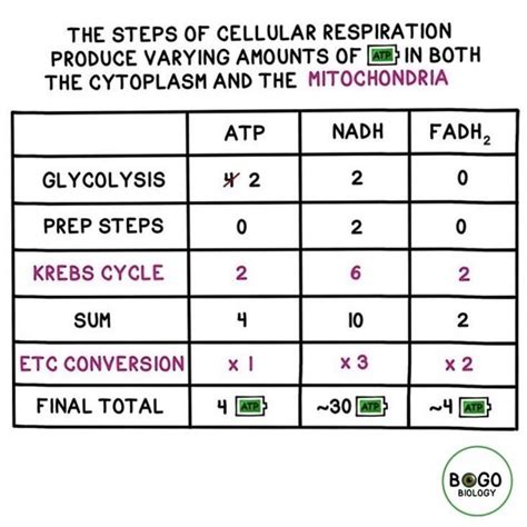 Cellular Respiration Glycolysis Krebs Cycle The Electron Transport