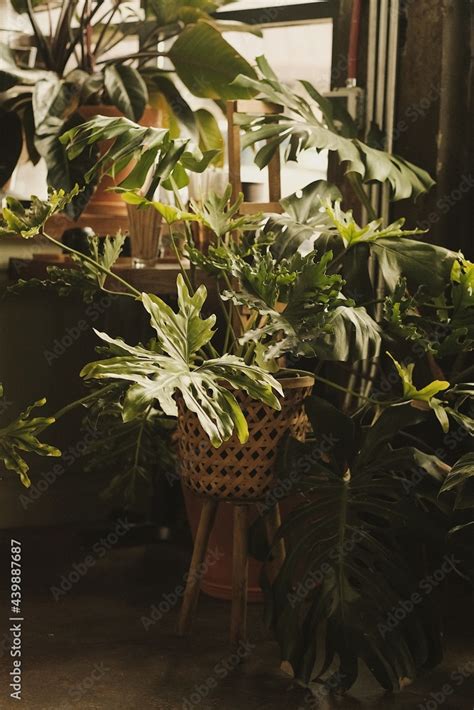 Indoor Plant Stock Photo | Adobe Stock