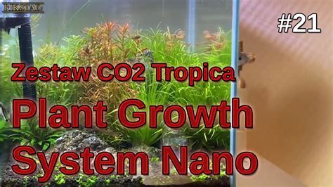 21 Akwarium 30l kostka tydzień 19 Tropica CO2 Nano YouTube