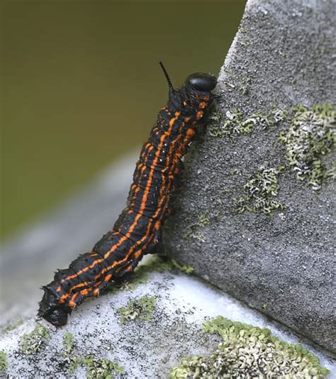 Orange Striped Oak Worm