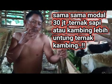 Untung Mana Ternak Sapi Dengan Kambing Youtube