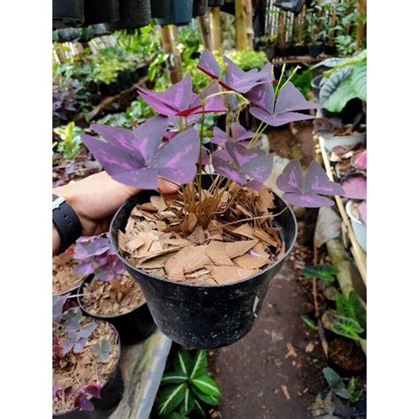 Jual Tanaman Hias Oxalis Triangularis Gantung Kupu Kupu Ungu Shopee