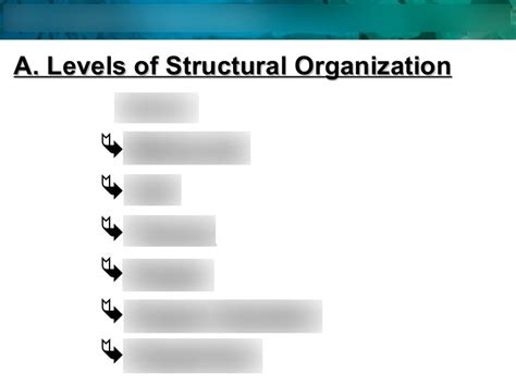 Levels Of Organization Diagram Quizlet