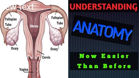 Female Reproductive System Posterior View