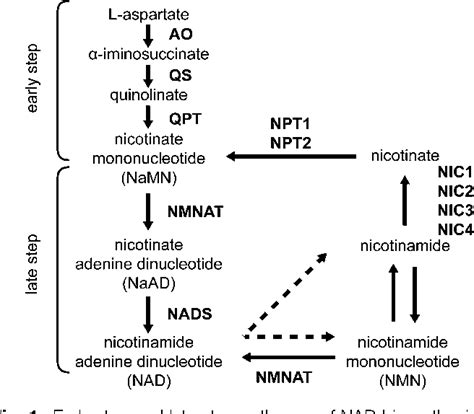 Figure 1 From Nicotinate Nicotinamide Mononucleotide Adenyltransferase