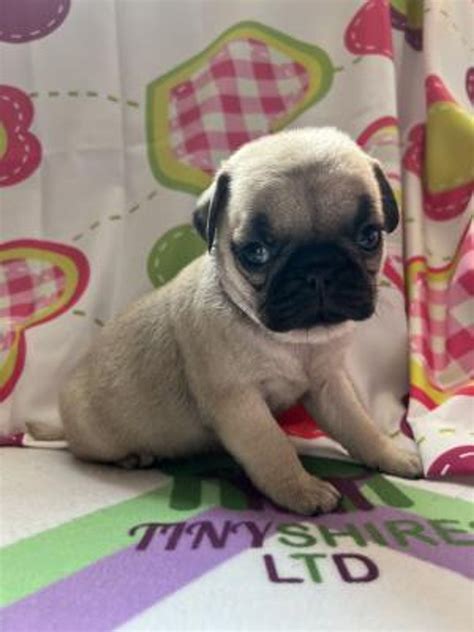 Pug Puppies Available