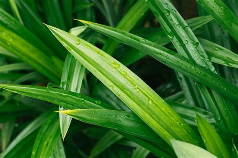 Un Primer Plano De Una Planta Verde Con Gotas De Agua Sobre Ella Foto