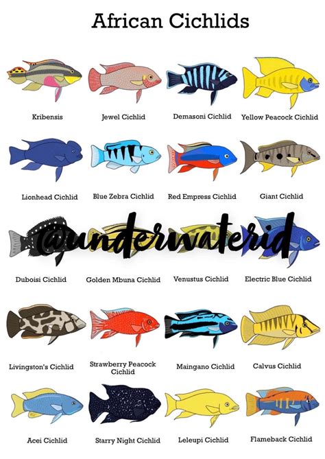 Fish ID Posters African Cichlids buy One Get 2 Free Fishtank Decoration ...