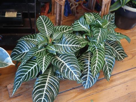 How To Grow And Care For A Zebra Plant Indoors