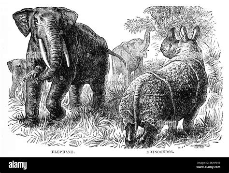 Engraving Of African Mammals The Elephant And Rhinoceros Circa 1880