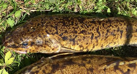 Burbot Fishing: Techniques, Bait and Gear - TRIZILY.COM