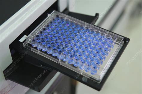 Elisa Test Plate Stock Image F0323322 Science Photo Library