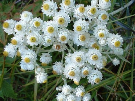Анафалис жемчужный "Neuschnee" (Anaphalis margaritacea) - Пейзажная ...