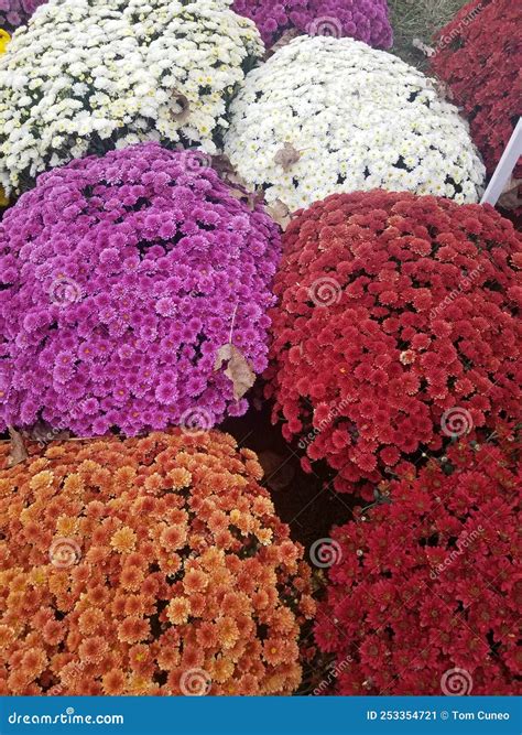 Colorful Fall Mums Stock Image Image Of Food Plant 253354721