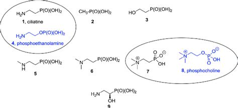 Ciliatine 2 Aminoethylphosphonic Acids And Its Derivatives Found In Download Scientific