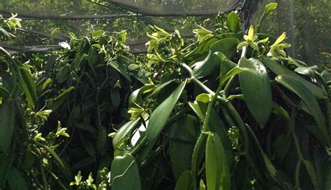 Were In Peak Vanilla Flowering For The 2019 Season The Vanillery Of