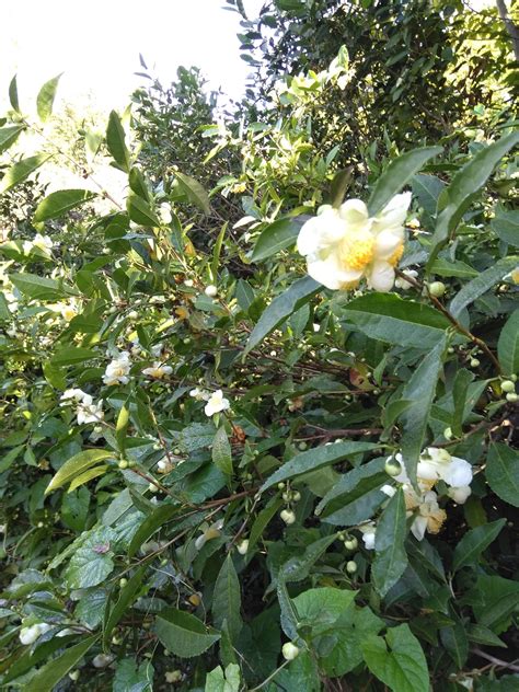 Camellia Sinensis Tea Plant Is Small Evergreen Tree To Ft Tall