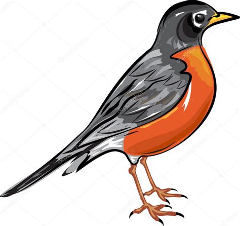 American Robin Bird Vector Illustration Stock Vector Image By Anton