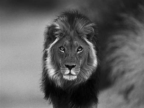 Black Male Lion Wallpaper