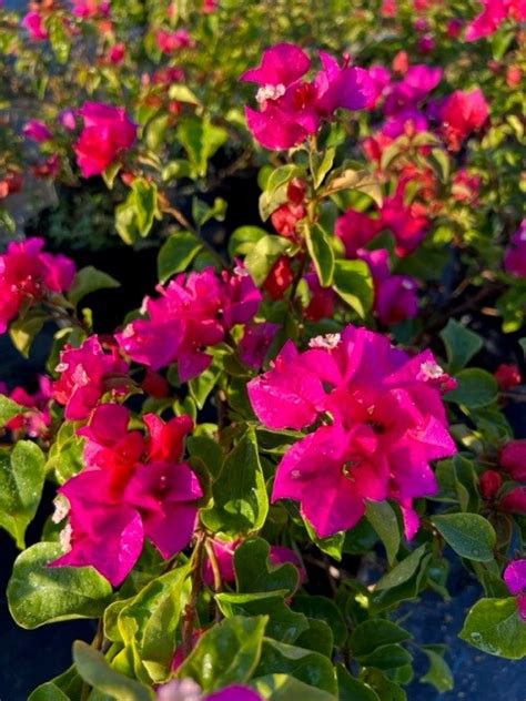 Pink Bougainvillea | Haverland Nurseries