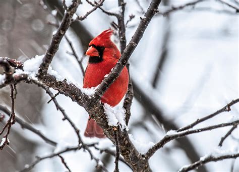 Cardinals In Winter Scenes