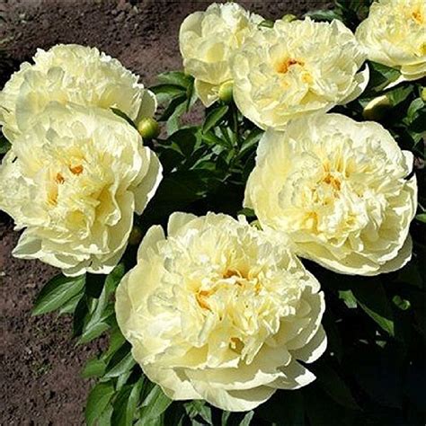 Пион Sunny Girl купить недорого в Украине ️ цена от интернет-магазина ...