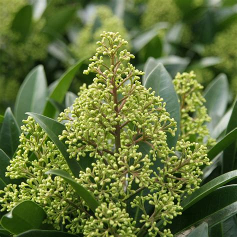 Skimmia X Confusa Kew Green Big Plant Nursery