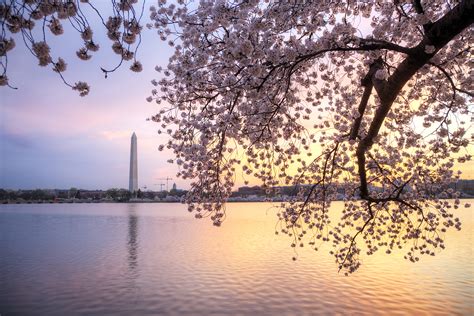 Cherry Blossoms at the Washington Monument