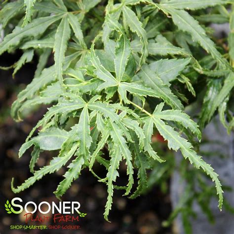 Lily Pad Dwarf Upright Japanese Maple Sooner Plant Farm