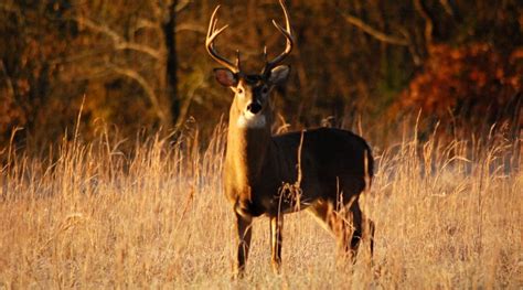 Benefits of Deer Antlers- A Comprehensive Guide - animallifehub.com