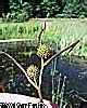 Wetland Plants Of Wisconsin Sparganium Emersum Narrow Leaved Bur Reed