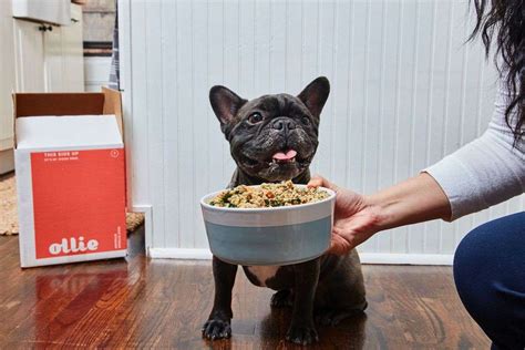 Ollie Dog Food Review: Your Dog Should Eat as Good as You Do