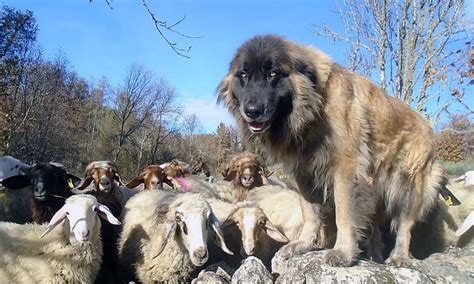 Medidas de proteção de gado Plataforma Lobo ibérico em Portugal