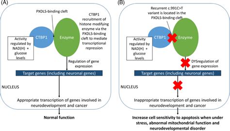 Diagram demonstrating the current understanding of the CTBP1 protein in ... 