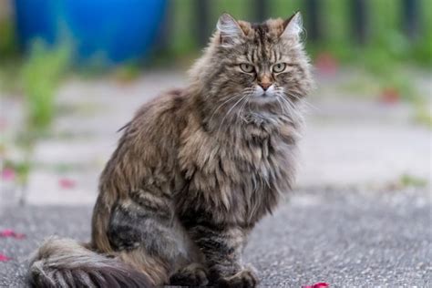 Ragamuffin Cat Breed: Pictures, Info, Temperament & Traits - Catster