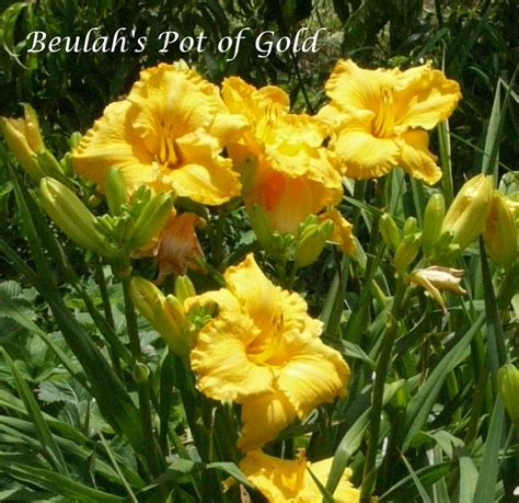 Daylily Hemerocallis Beulahs Pot Of Gold In The Daylilies Database