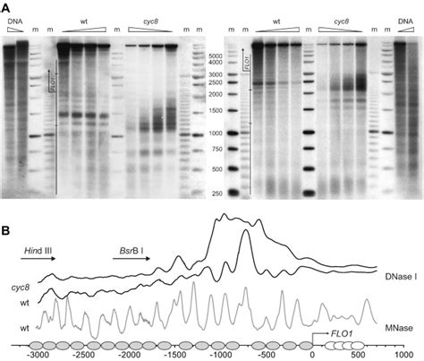 A Dnase I Hypersensitive Site Overlaps With The Binding Site Of