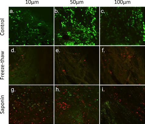 Assessment Of Tm Cell Viability By Calcein Am Pi Co Labelling Viable