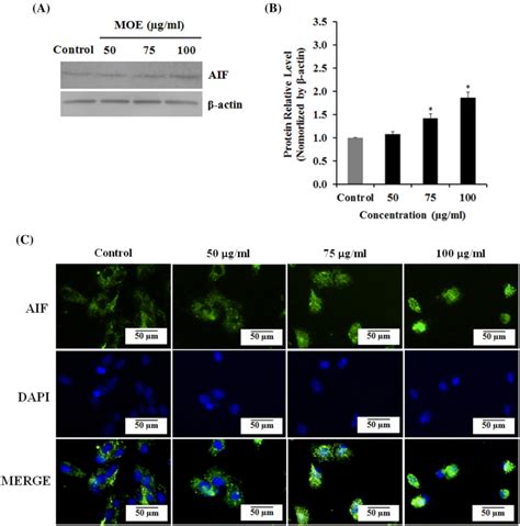 The Expression And Nuclear Translocation Of Aif In Moe Treated A