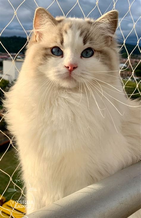 Yo Soy Ragdoll Blue Bicolor Lynks Gatitos Adorables Gatos Animales