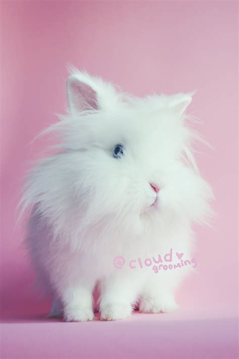 🐰 Asian Style Bunny Groom — ☁️ Cloud Grooming ☁️