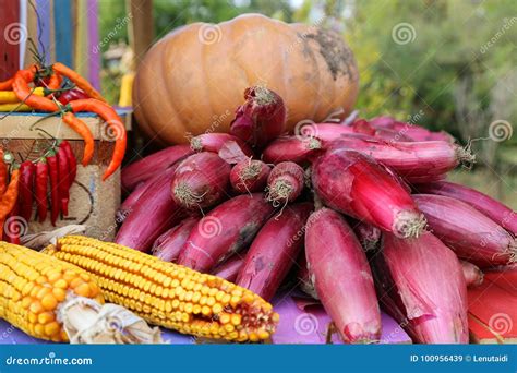 Autumn Harvest Stock Afbeelding Image Of Pompoen Openlucht 100956439