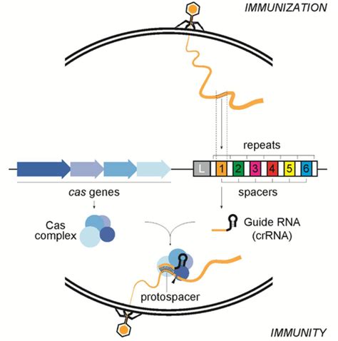 CRISPR Cas Flashcards Quizlet