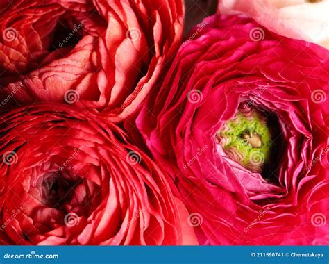 Beautiful Fresh Ranunculus Flowers As Background Closeup View Stock