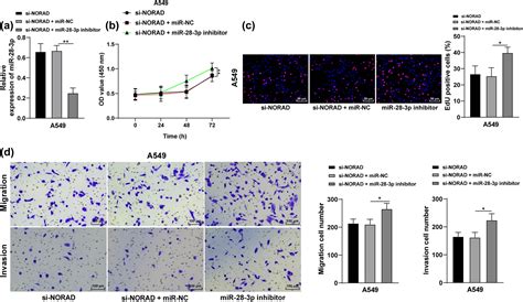 LncRNA NORAD Promotes Lung Cancer Progression By Competitively Binding